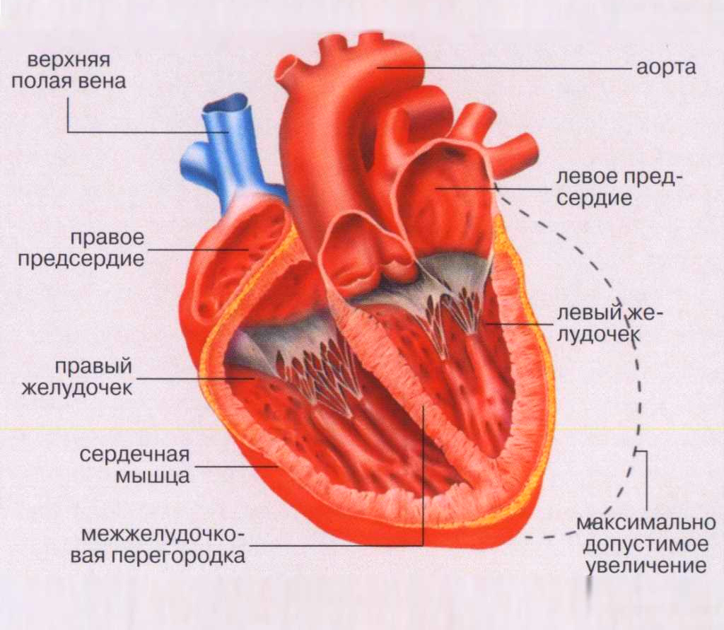 В левое предсердие открываются. Строение мышцы сердца. Строение сердечной мышцы анатомия. Сердце строение какая мышца. Строение сердца сердечная мышца.