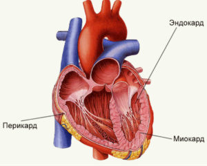 Болезни сердца и их симптомы шумы thumbnail